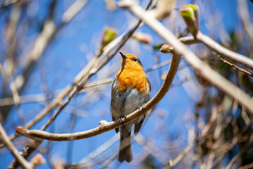 Robin Red Breast - Dublin's Red-Breasted Beauty (Erithacus rubecula)