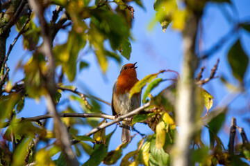 Robin Red Breast - Dublin's Red-Breasted Beauty (Erithacus rubecula)