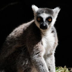 Obraz premium lemur on a tree