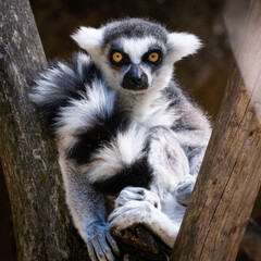 Obraz premium lemur on a tree