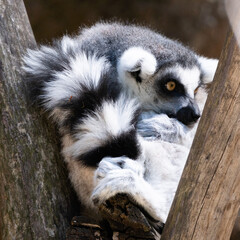 lemur on a tree