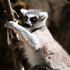 lemur on a tree