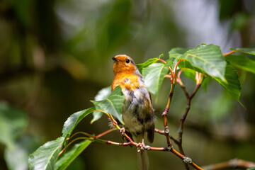 Robin Red Breast - Dublin's Red-Breasted Beauty (Erithacus rubecula)