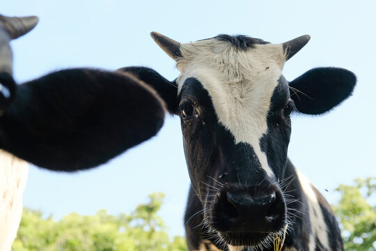 Young corriente cows on farm looking at camera closeup being curious.