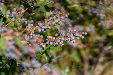 Organic raw blueberry in the blueberry tree