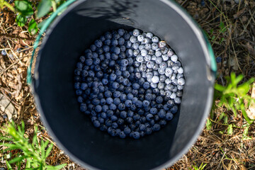 Raw sweet blueberries inside a bucket, close up. Blueberry picking