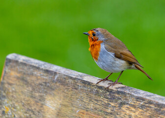 Robin Red Breast - Dublin's Red-Breasted Beauty (Erithacus rubecula)