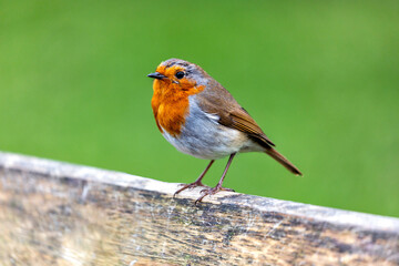 Robin Red Breast - Dublin's Red-Breasted Beauty (Erithacus rubecula)