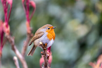Robin Red Breast - Dublin's Red-Breasted Beauty (Erithacus rubecula)