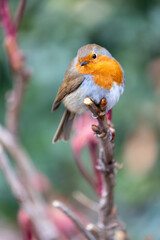 Robin Red Breast - Dublin's Red-Breasted Beauty (Erithacus rubecula)