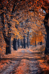 Jesienna aleja, pomarańczowe liście drzewa © anettastar