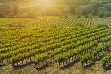 Fototapeta premium Fields with vineyards in the rays of the setting sun in the south of France.