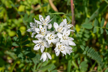 White wildflower Allium neapolitanum, Neapolitan garlic, Naples garlic, wood garlic  growing wild in a wooded area in Israel.
