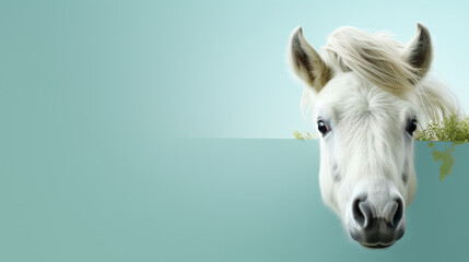 text space for advertising with funny part as portrait of a horse foal peeking over a colored panal