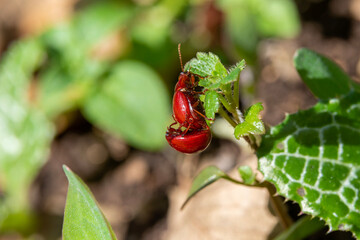 Red Leaf Beetles mating on leaves while eating. Scientific name Argopus brevis.
