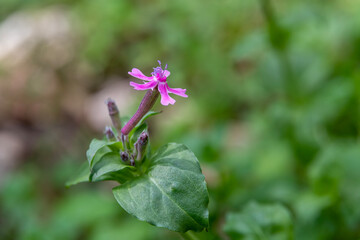 Close up of pink delicate wildflower Silene aegyptiaca, Egyptian Campion, Egyptian Catchfly  growing in Israel
