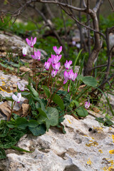 Delicate pink Cyclamens growing wild on a wooded slope in Kiryat Tivon Israel. It is the symbol of the town.
