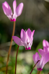 Delicate pink Cyclamens growing wild on a wooded slope in Kiryat Tivon Israel. It is the symbol of the town.
