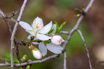 Beautiful, delicate, white and pink early Spring almond blossoms in northern Israel
