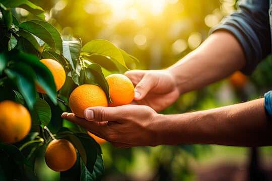 a man putting hand on ripe orange fruit in a a garden with orange fuit trees