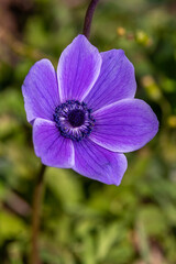 Beautiful wild purple Anemones growing in wooded areas and open meadows in Israel
