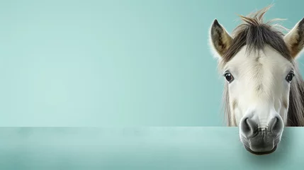  text space for advertising with funny part as portrait of a horse peeking over a colored panal © bmf-foto.de