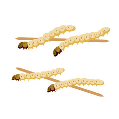 Edible larva. Eating caterpillar on skewer. Asian snack and street fast food. Source of insect protein