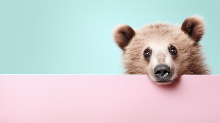 text space for advertising with funny part as portrait of a cute grizzly bear peeking over a colored panal