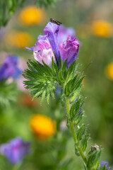 Close up of vipers bugloss (echium vulgare) flowers in bloom