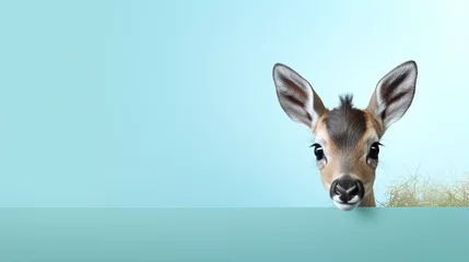 Fotobehang text space for advertising with funny part as portrait of a cute bambi peeking over a colored panal © bmf-foto.de