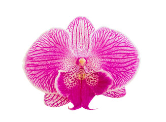 Beautiful Pink with orchid flower with big petals with stripes isolated on transparent background. Pink Doritaenopsis flowers close-up photo isolated on white background.