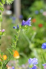 Close up of vipers bugloss (echium vulgare) flowers in bloom
