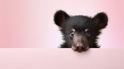 text space for advertising with funny part as portrait of a cute little baby black bear peeking over a colored panal