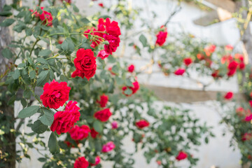 Obraz premium red roses in the park