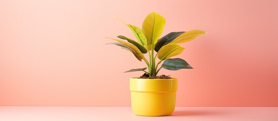 Pink houseplant in yellow pot on yellow backdrop.