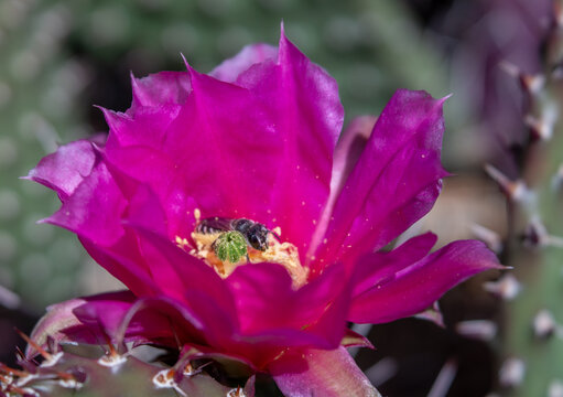 Bee Gathering Pollen Inside Magenta Prickly Pear Cactus Flower