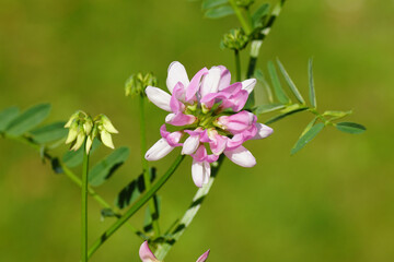 Closeup flowers of crownvetch (Securigera varia, synonym Coronilla varia). Family Fabaceae. Late summer, Netherlands, September. 