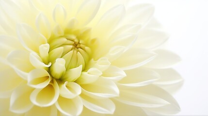 Fototapeta premium Dahlia petals macro. Chrysanthemum flower head. Floral abstract background. Generative AI. Illustration for banner, poster, cover, brochure or presentation.