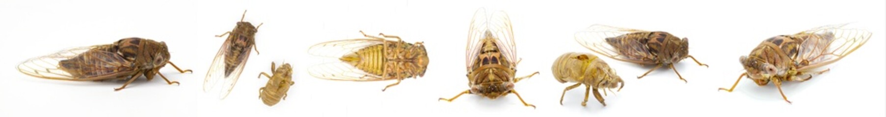 Very large Resonant Cicada or Southern pine barrens cicada fly - Megatibicen resonans - a loud...