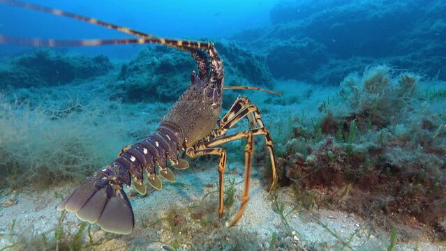 Mediterranean Sea lobster walking over the seabed 