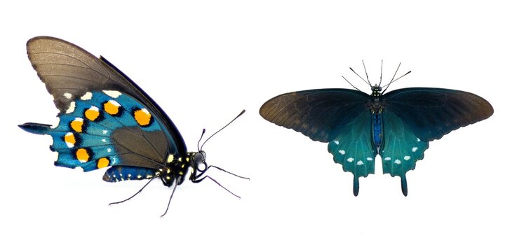 pipevine pipe vine or blue swallowtail butterfly - Battus philenor - black with iridescent blue hindwings isolated on white background two views