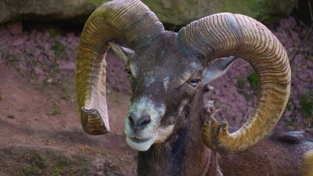 Close up of male Mouflon, ram head looking around