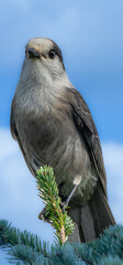 Nice specimen of a gray jay perched in a tree in the mountains in Quebec, Canada