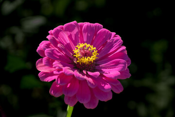 Vertical Pink Zinnia