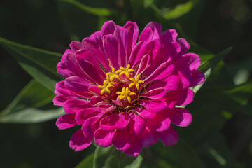 Vertical Pink Zinnia