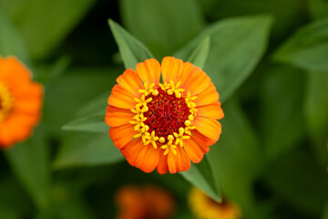 Vertical Orange Zinnia