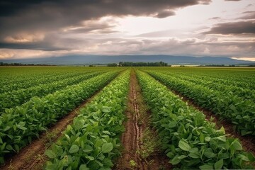 Fototapeta na wymiar Serbian soybean fields. Generative AI