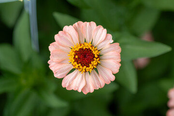 Zinnia