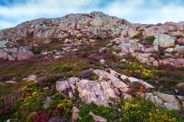 flowers and rocks
