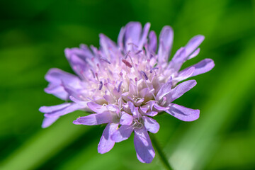 purple flower on green background 2